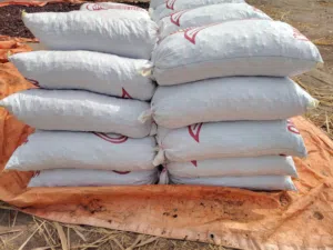 نفيعة 250 جونية للبيع نظيفة انتاج السنة امسلى 130جونية خنيزي 80 ونغال 20 و 20 قش طبق