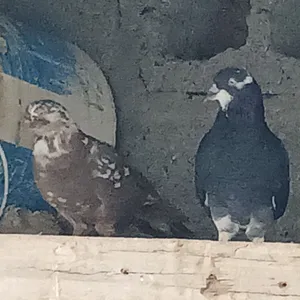 حمام بربجهان قلابي