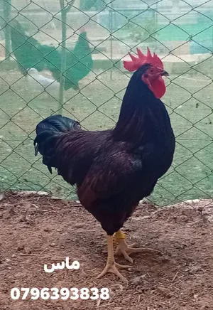 بيض دجاج رود آيلاند رد RIR