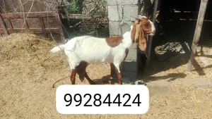 غنم الباكستانى بيور