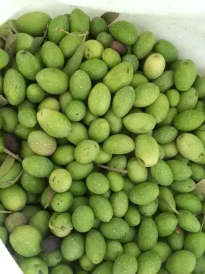 نشتري زيتون حب شو ما كان الكيلو بنص دينار
