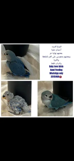 فروخ لفبيرد Baby Lovebirds