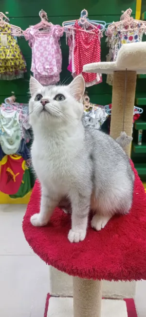 British kitten for saleقط بریتیش للبیع