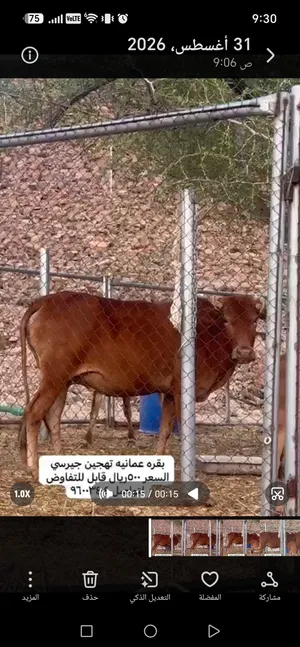 بقره تهجين
