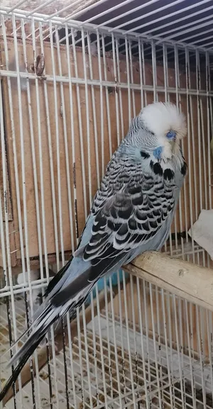 مجموعة طيور محليه