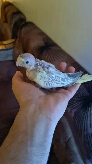 3 ازواج كوكتيل مع الافراخ والبيض للبيع