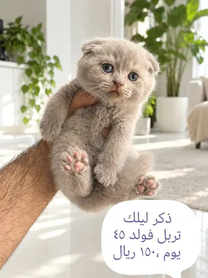 الأسعار مكتوبة بالوصف اقرء الوصف.. قطط نقية وبيور وماخذة كافة التطعيمات .. ذكور فقط لا يوجد اناث