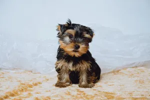 Yorkie puppies available and ready to go