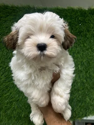 we have available  -havanese -shihtzu/chihuahua -shihtzu -teacup maltese -malshi