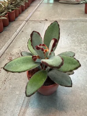 Succulents