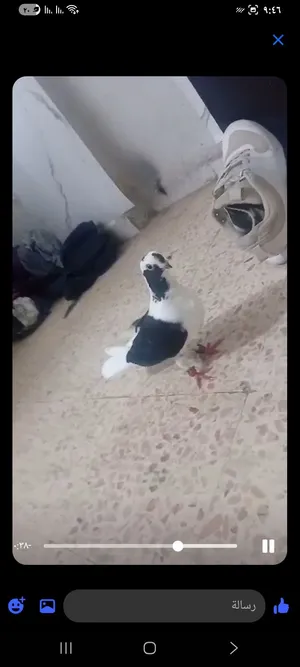 بربريسي اسود اربع طباع مجنزر تواصل وتس