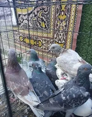 9 جواز حمام شغالات كل الالوان