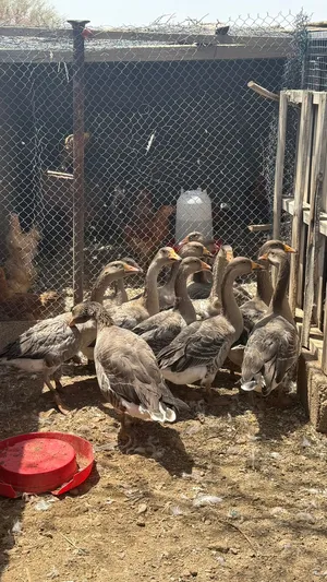 ازواج وز للبيع فقط