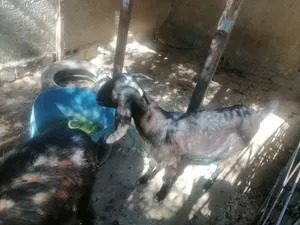 عنز ولدة وحده موجودة في الجيزة
