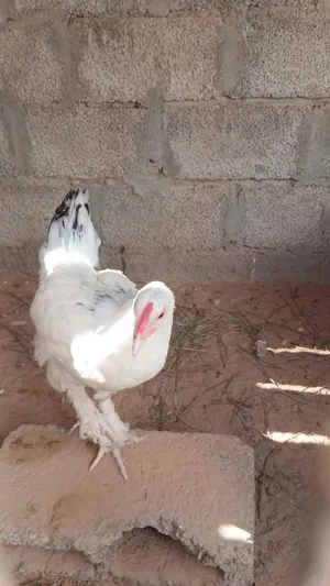 فروج براهما للبيع اقرا الوصف