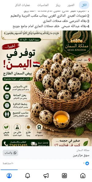 بيض طائر السلوى المذكور في القرآن الكريم الذي نزل على نبي الله موسى وقومة متوفر في ذمار