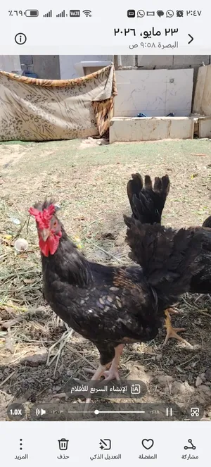 يوجد بيض دجاج  كويتي