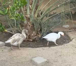 للبيع طيور الوز