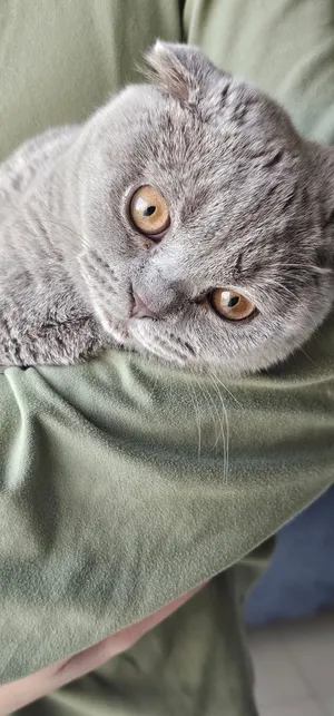 Scottish Fold 5 months old