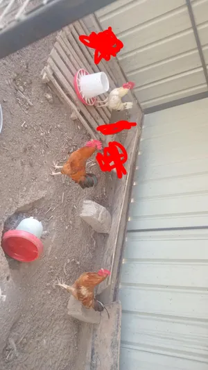 للبيع 3 ديكه