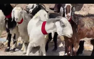 معز صلاة النبي عشار 3 شهور واطلع