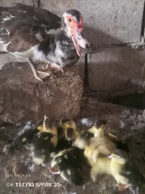 بطه معه 10صيصان ثلاث ديوك حبش وانثيه