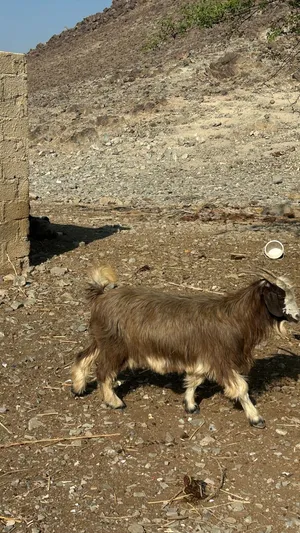 شاة للبيع سمينة ما شاءالله