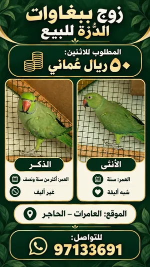 ببغاء درة ذكر وانثى بصحة ممتازة للبيع لعدم التفرغ Male and female budgerigars in excellent health f