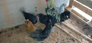 4 دجاجات و فروج ناشطات ويدحو