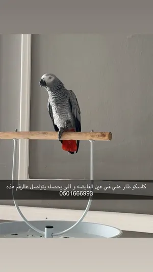 كاسكووو ضايع