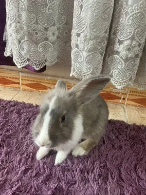 ارنب ذكر العمر سنه