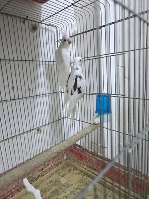 حبات كوكتيل للبيع