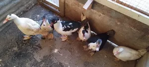 بط عمر ثلاثة شهور عدد سته للبيع 5دنانير للحبه