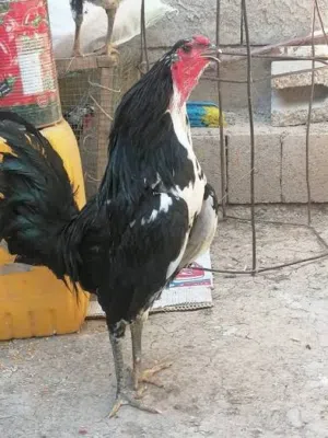 دجاج بوطاني