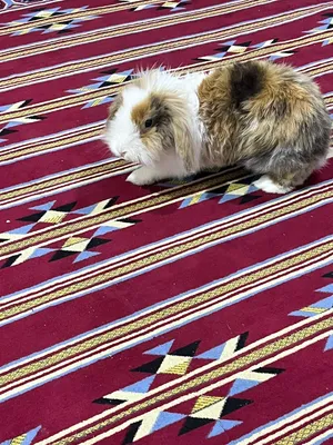اليف فول جمال احله من بصوره