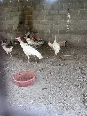 روميات كبار للبيع