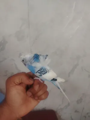 فحل هوقو رومو اليف
