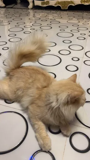 ممتازه ولعوبه