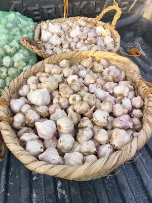 ثوم عماني ممتاز