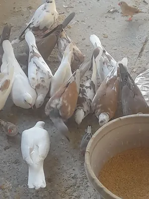 سلام عليكم كريميات للبيع زوج 10الف