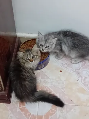 قطط للبيع المستعجل