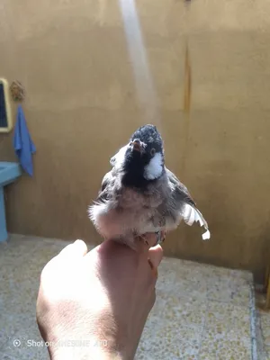 بلبل الف طينه طفره مسبك وغرابي