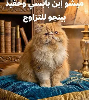 للتزاوج قط ذكر بيرشن مستوى توب أصول مسجله