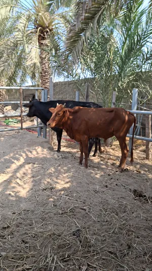 للبيع ثيران 2