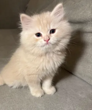 5 قطط شيرازي للبيع / 5 shirazi kittens for sale