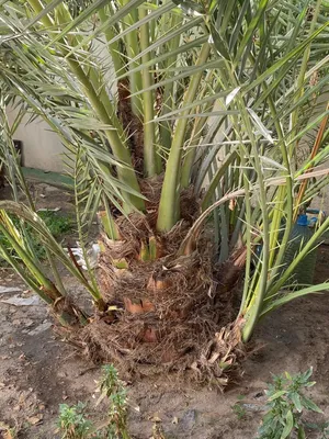 فسائل نخل برحي حر العدد 8 فسائل