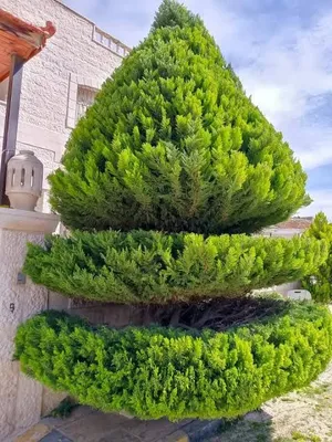 قص وتشكيل وتقنيب وزراعة الاشجار حاصل على دبلوم في الزراعه