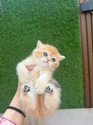 قطط سكوتش ستريت و سكوتش فولد