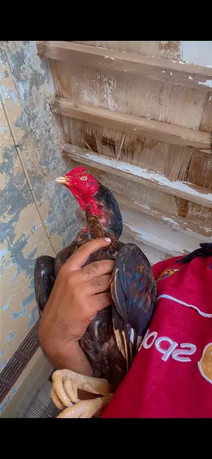 للبيع ديك ماديه
