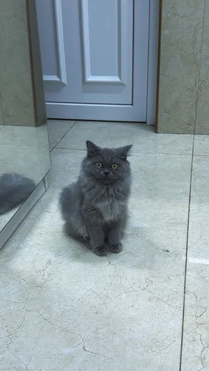 سنوره اليفه